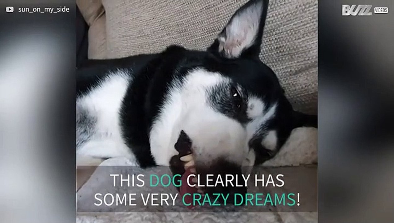 Watching this dog sleeping and dreaming is hilarious!