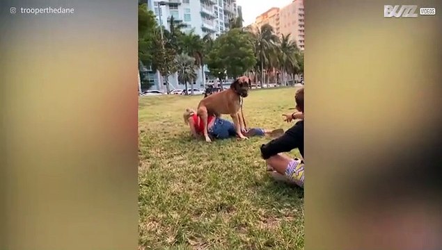 Giant dog sits on owner's face!