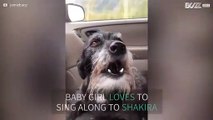 Dog howls along to Shakira song