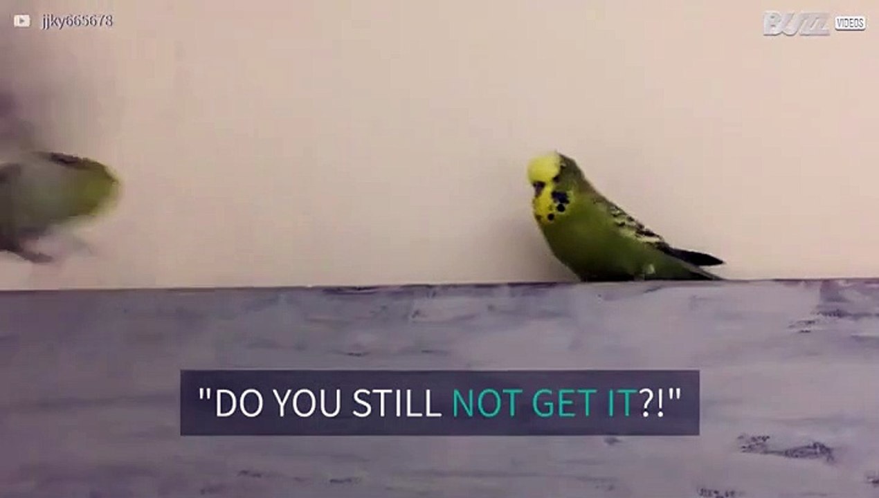 Squabbling budgies don't show any brotherly love