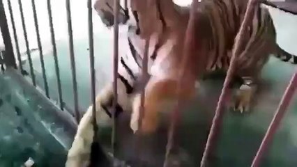 Man standing next to a tiger cage almost gets bitten