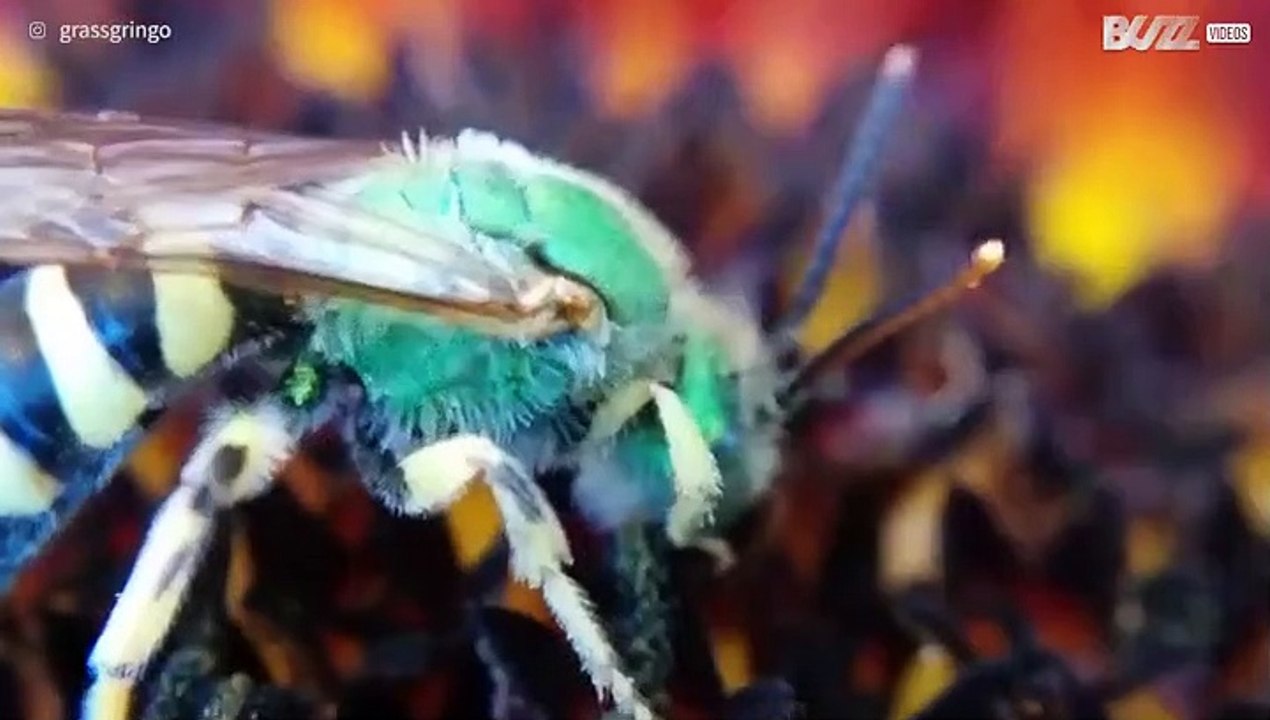 Impressive macro shot of cuckoo wasp