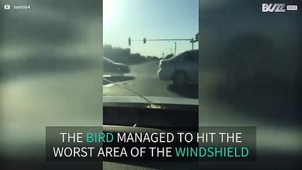 Bird poops on the worst place ever