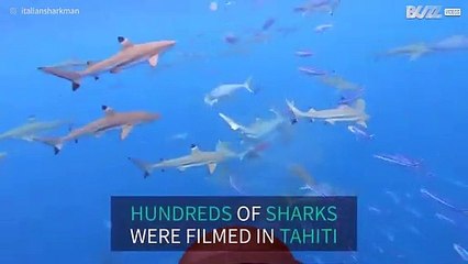 Diver films tense encounter with tiger shark
