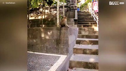 Monkey in Bali tries attacking tourist!