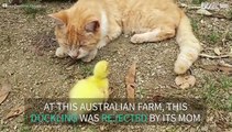 Rejected duckling finds a new family member: a cat