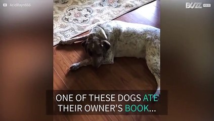 Dog chews owner's book and can't hide its shame!