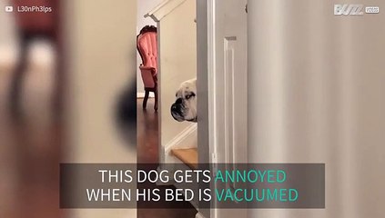 Bulldog hates it when his bed is vacuumed