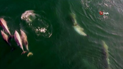 Yunusların deniz keyfi böyle görüntülendi