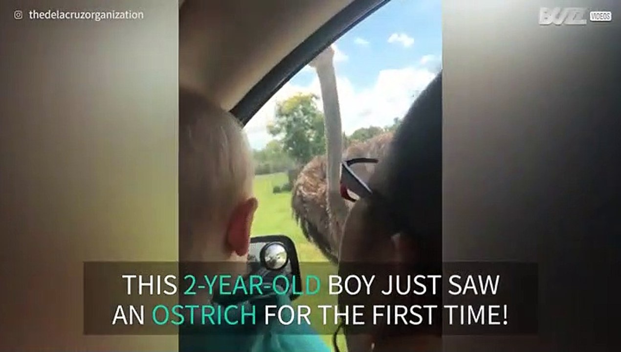 Ostrich attacks car on safari!