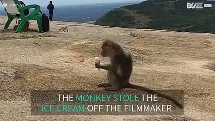 Cheeky monkey nabs ice cream