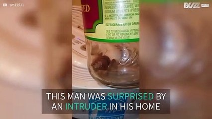 Bizarre-looking bug invades house in Oklahoma