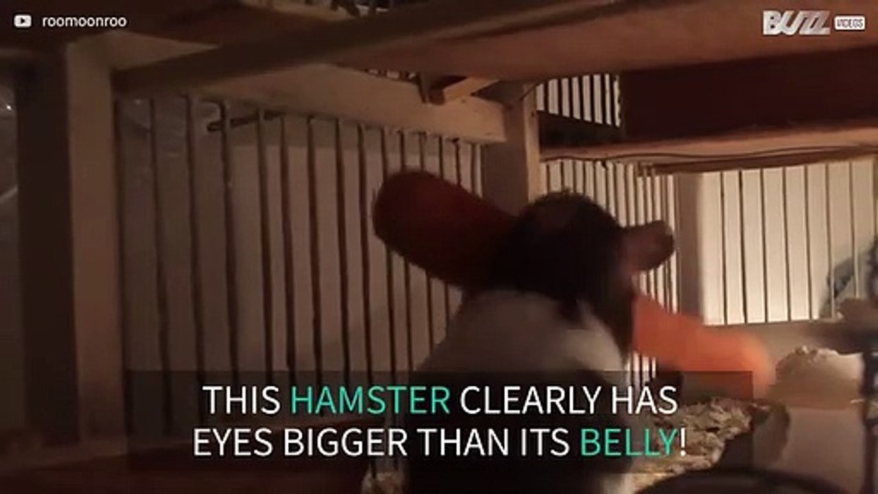 Greedy hamster loses fight with carrot!