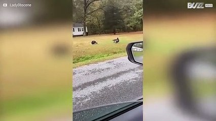 Woman mimics turkey call and receives a reply