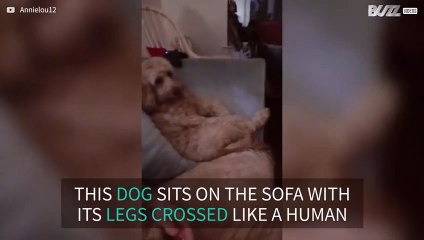 Dog likes to sit on sofa like human