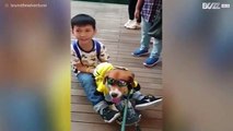 Dog shares skateboard ride with youngster!