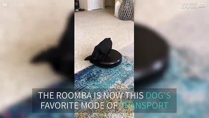 Dog has fun riding Roomba vacuum
