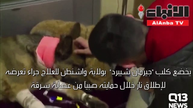 كلب يتعرض لإطلاق نار خلال حمايته صبي من لصوص