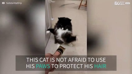 Boxing match between cat and hair clipper
