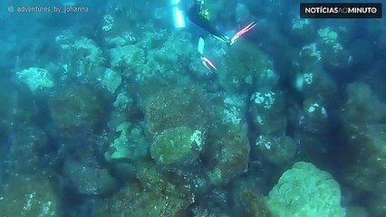 Seal delights diver with awesome swimming skills