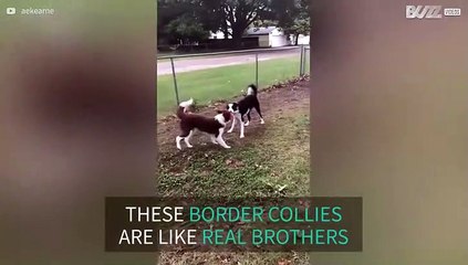 Dogs fight over a Frisbee