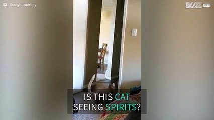 Is this cat communicating with the spirit world?