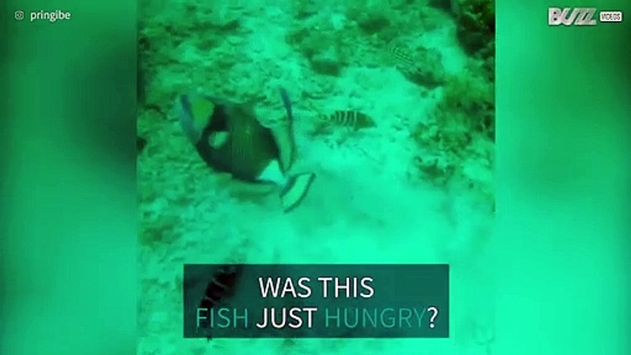Triggerfish attacks diver's flipper
