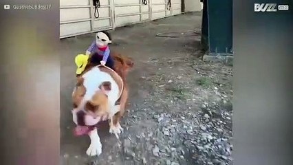 British Bulldog plays at being a horse