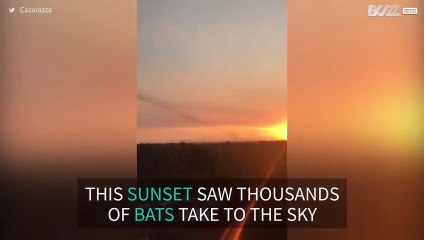 Thousands of bats fly out during magnificent sunset
