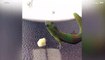 Gecko eats banana in serene and delicate manner