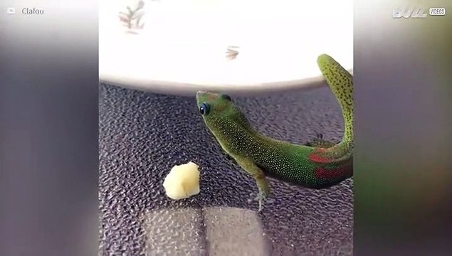 Gecko eats banana in serene and delicate manner