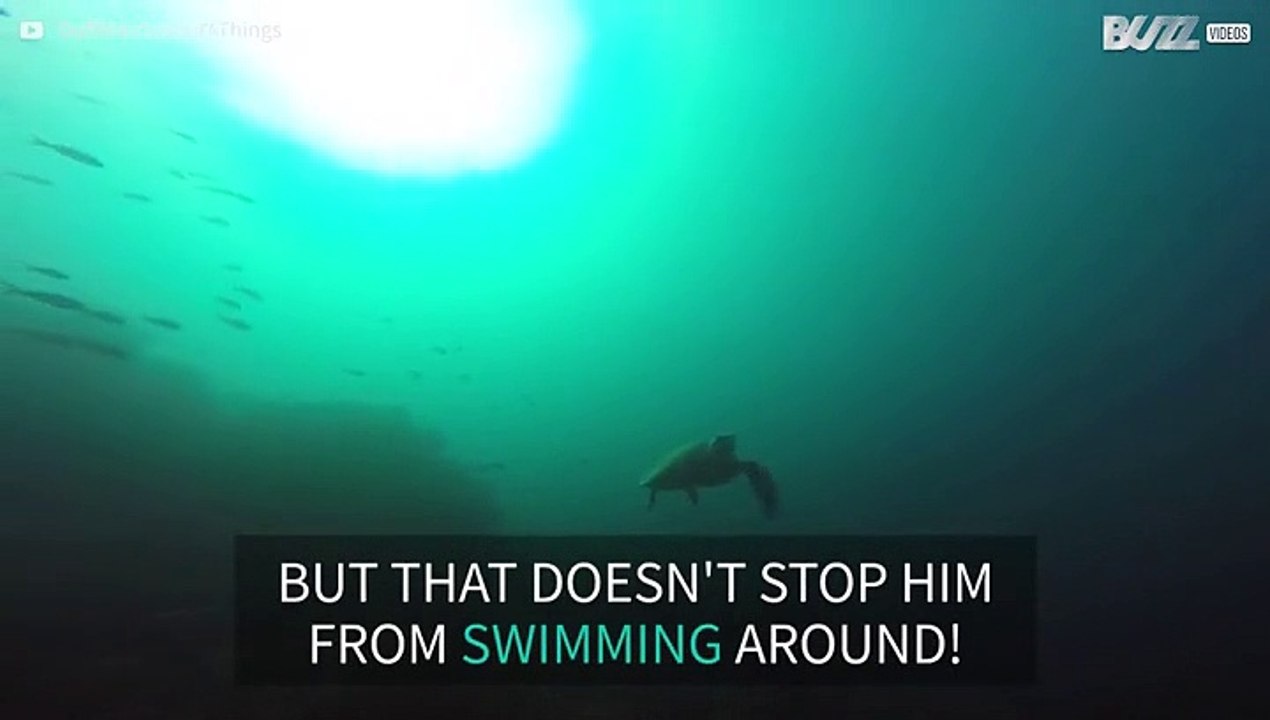 Diver spots three-legged turtle
