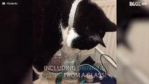 Cat tries to drink from glass