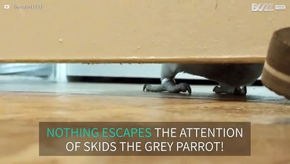 Grey parrot has the eye of a private detective