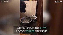 Dog splashes water on dry food