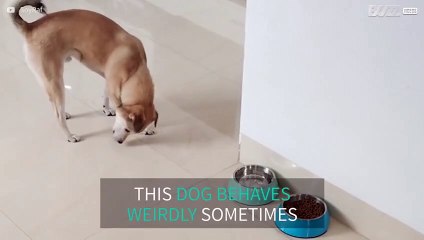 Dog scrapes non-existent water off the floor
