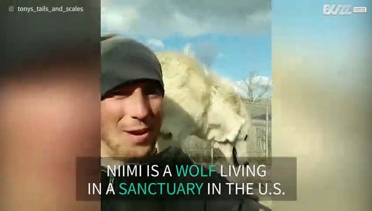 Super friendly female wolf!