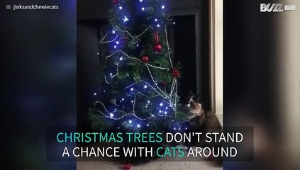 Cat destroys Christmas tree just for fun
