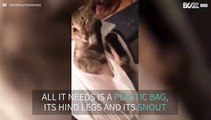 Cat trapped in bag fights its own hind legs
