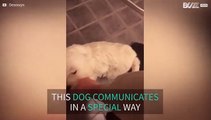 Dog and owner have unique way of communicating