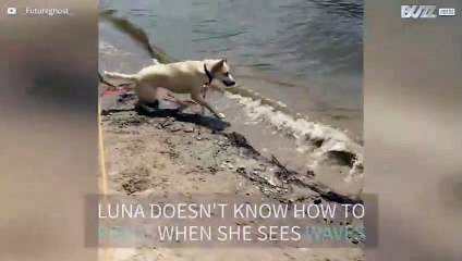 Energetic dog tries to bite waves