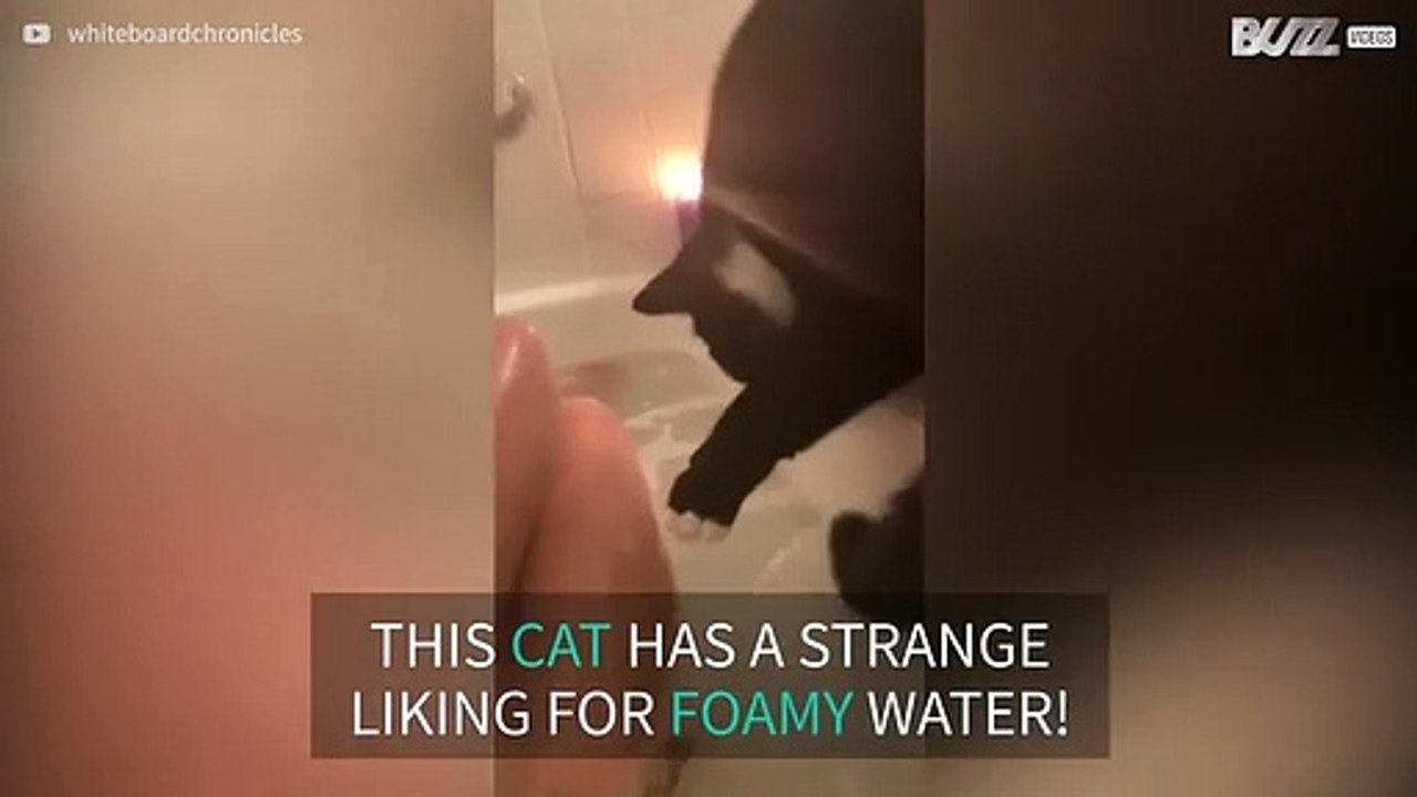 Curious kitty curious about bubble bath