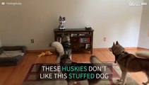 Three huskies terrified of one stuffed animal!