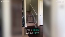 Cat graciously jumps over safety fence