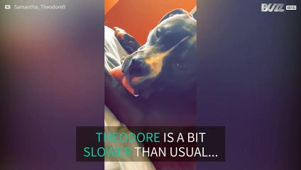 Relaxed dog slowly licks his leg