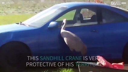 Crane doesn't like its own reflection