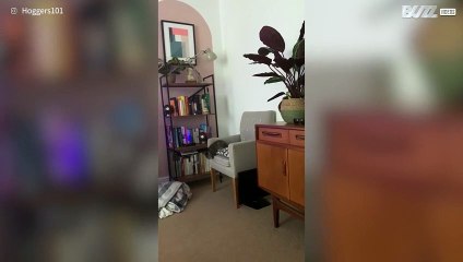 Kitten's hilarious jump fail