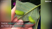 Translucent insects eat avocado tree leaves