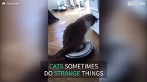 Cat hitches a ride on a Roomba