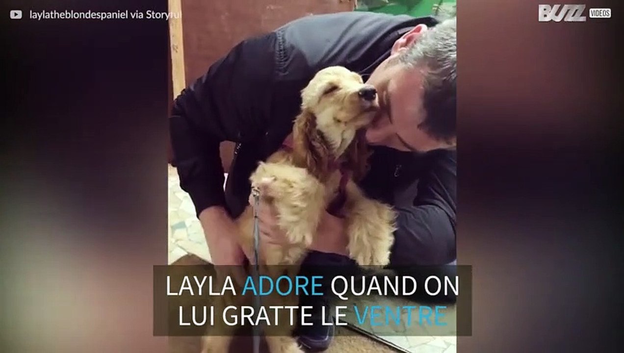 Ce chiot adore qu'on lui gratte le ventre
